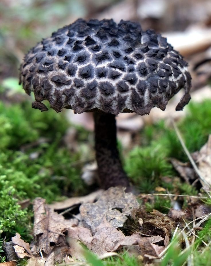 a close up of a mushroom on the ground