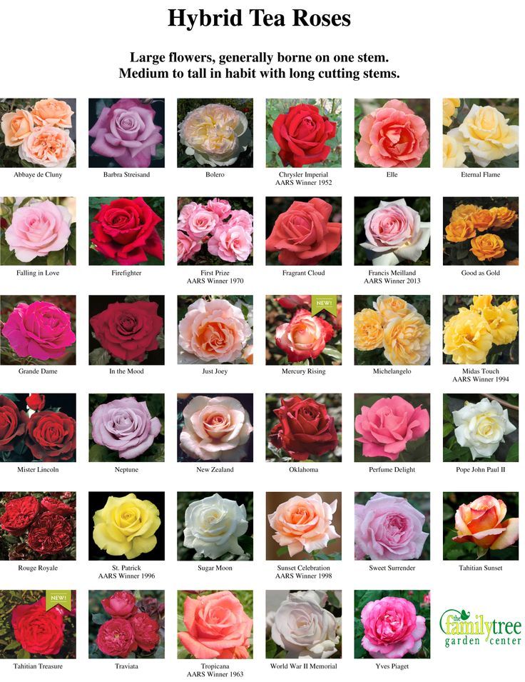 the different types of roses are shown in this poster, which is also available for purchase