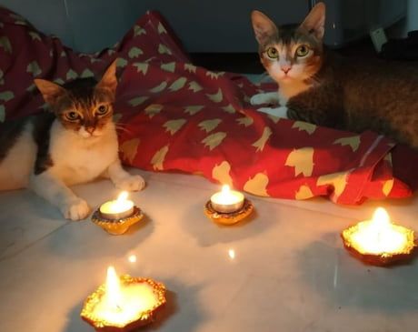 two cats sitting next to each other on a table with candles in front of them