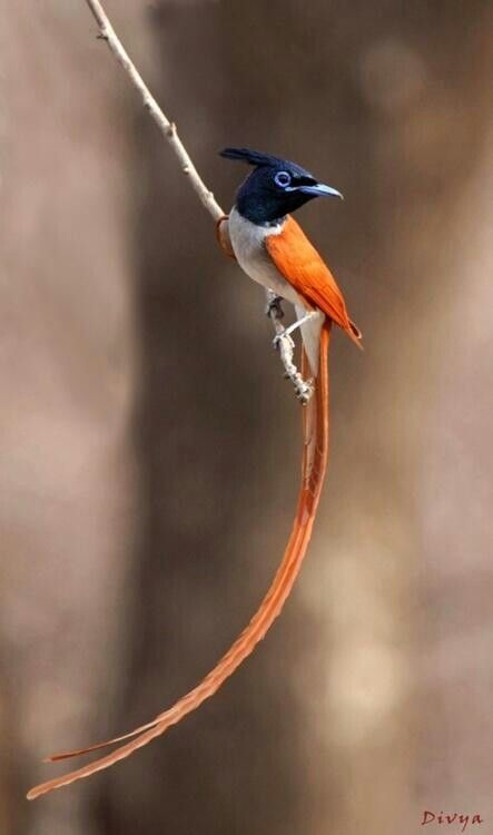 an orange and blue bird sitting on top of a tree branch next to a twig