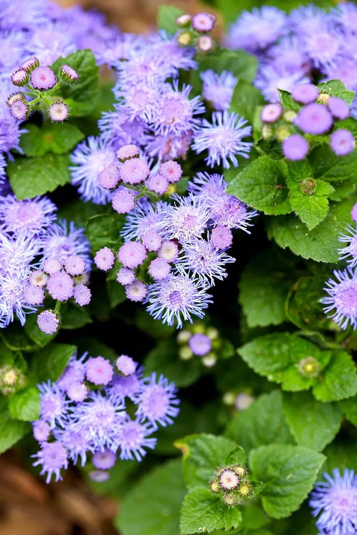 purple flowers with green leaves in the background