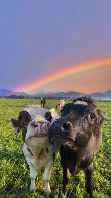 two cows standing next to each other in a field with a rainbow in the background