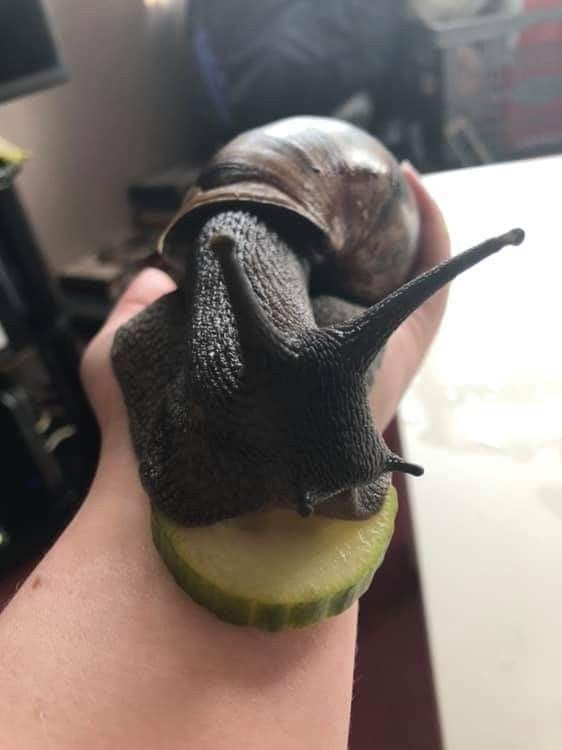 a snail crawling on top of a cucumber in the palm of someone's hand