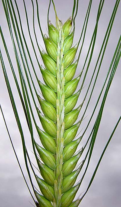 a close up of a plant with long green leaves on it's stalk and sky in the background