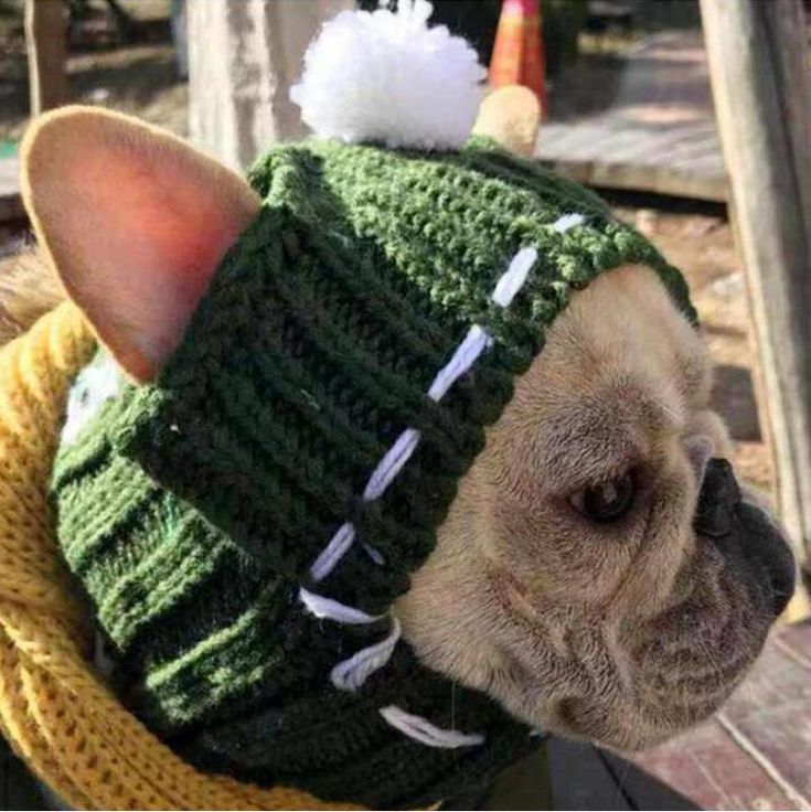 French Bulldog Winter Woolen Cap - Green - Frenchie Complex Shop Dogs With Knit Hat, French Bulldog Knitted Hat Pattern, Knitting Hats For Dogs, French Bulldog Sweater Knitting Pattern, Free Knitting Patterns For Dogs Hats, Puppy Hats, Dog Beanie, Dog Hat, Winter Cap