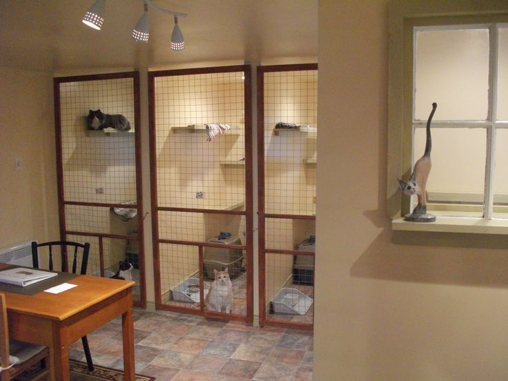 a cat sitting in the corner of a room next to a desk and shelves with cats on them