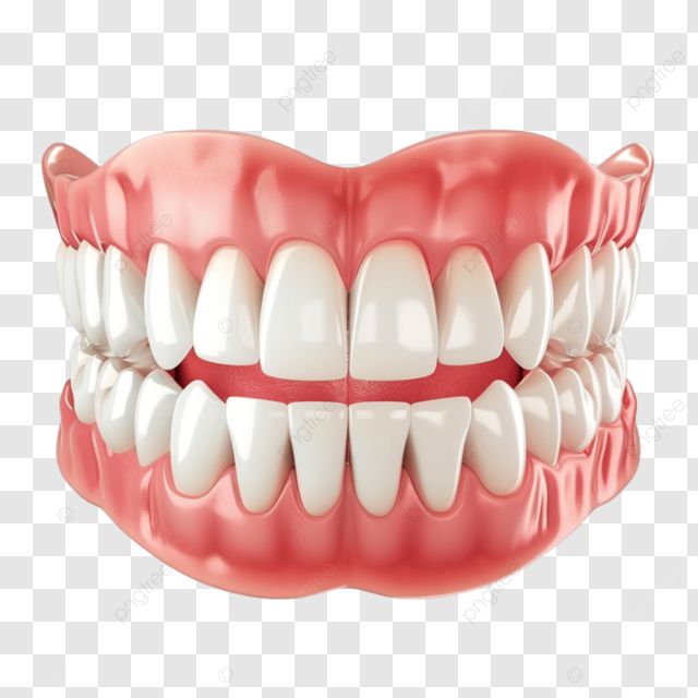 3d model of teeth and gums structure realistic teeth human gums dental illustration png Teeth Sketch Anatomy, Teeth Structure, Dental Illustration, Teeth Png, Dental Animation, Tooth Art, Teeth Images, Teeth Drawing, Teeth Design