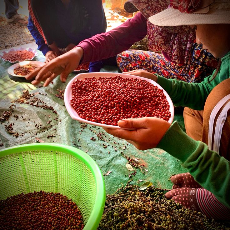 Poivre bio, poivre biologique, la plantation de poivre bio, poivre bio de Kampot Cambodge Pepper Benefits, Kampot, Benefits, Stuffed Peppers