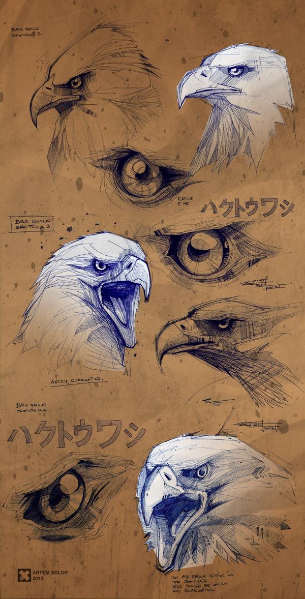 an eagle's head is shown in three different angles and looks like it has been drawn