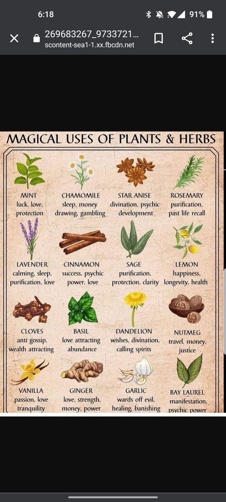 Herbs For Safe Travel, Native American Healing Remedies, Essential Witch Herbs, Herbs To Burn In Your Home, Native American Herbal Remedies, Cloves Spiritual Meaning, Oregano Witchcraft, Communication Herbs Witchcraft, Hoodoo Herbs And Roots