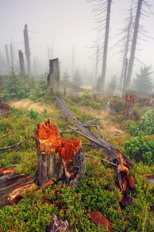 a foggy forest filled with lots of trees and stumps in the middle of it