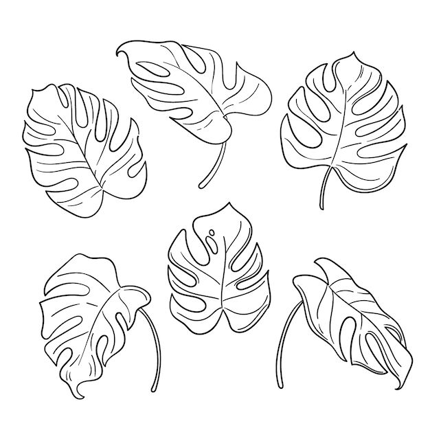 four different types of leaves on a white background