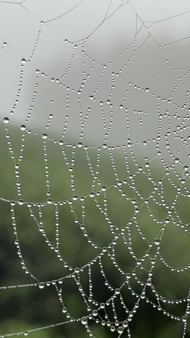 water droplets on a spider web in front of a green grass covered field with trees