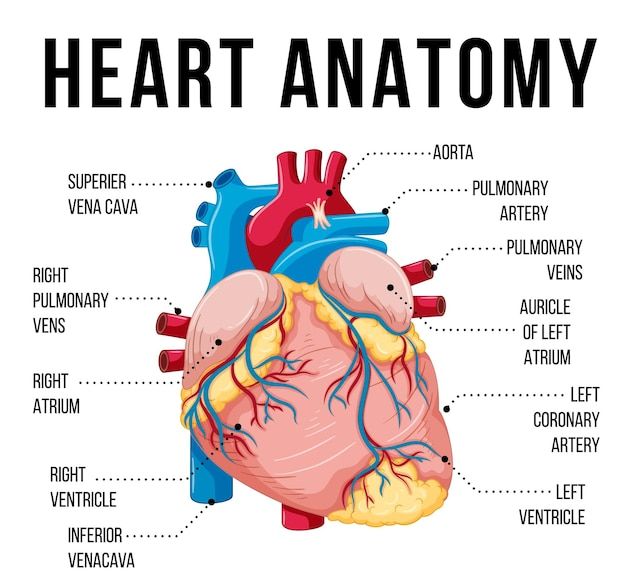 the anatomy of the heart and its major vessels, labeled in black text on a white background