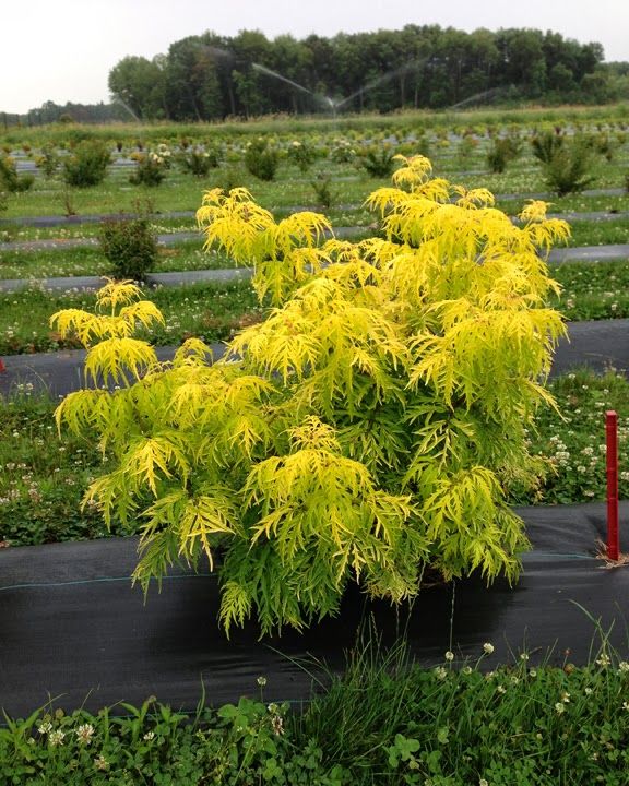 a small yellow plant in a black pot