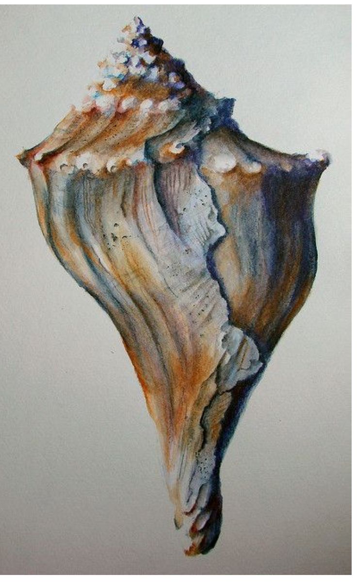 a painting of a sea shell on a white background