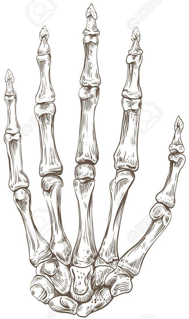 an illustration of the bones of a human hand stock photo, images and royalty illustrations