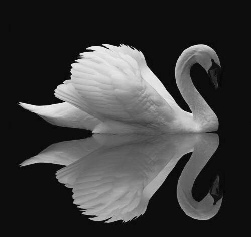 a white swan with its reflection in the water