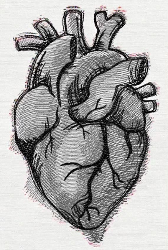 a drawing of a human heart