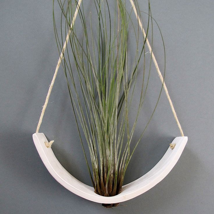 an air plant hanging from a white shelf on a gray wall with rope around it