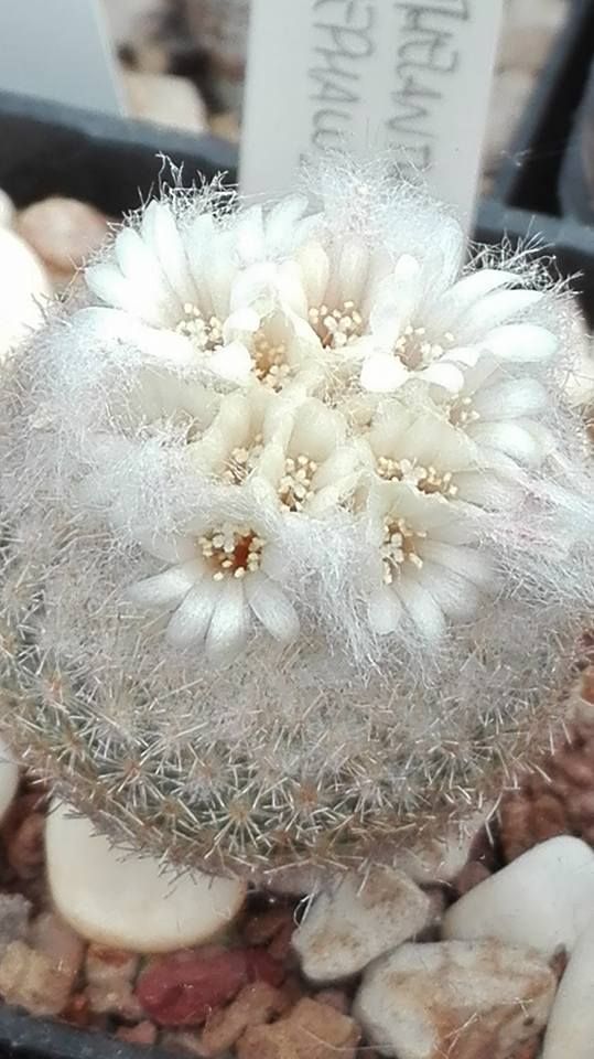 a small cactus with white flowers in a pot