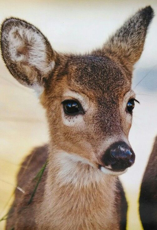 a young deer is looking at the camera