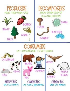 four different types of animals and plants with the words consumers, consumers, consumers, consumers