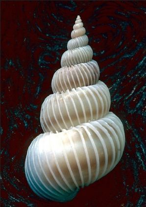 a sea shell christmas tree sitting on top of a table