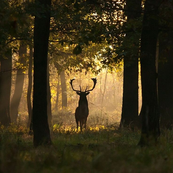 a deer standing in the middle of a forest