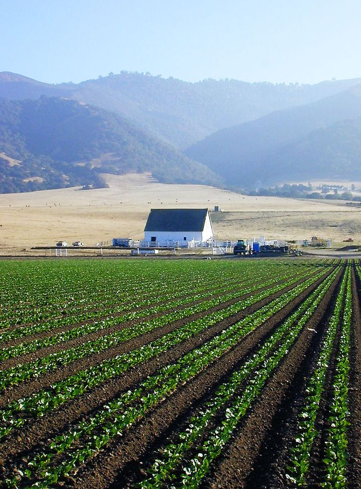 a farm with rows of green plants in the foreground