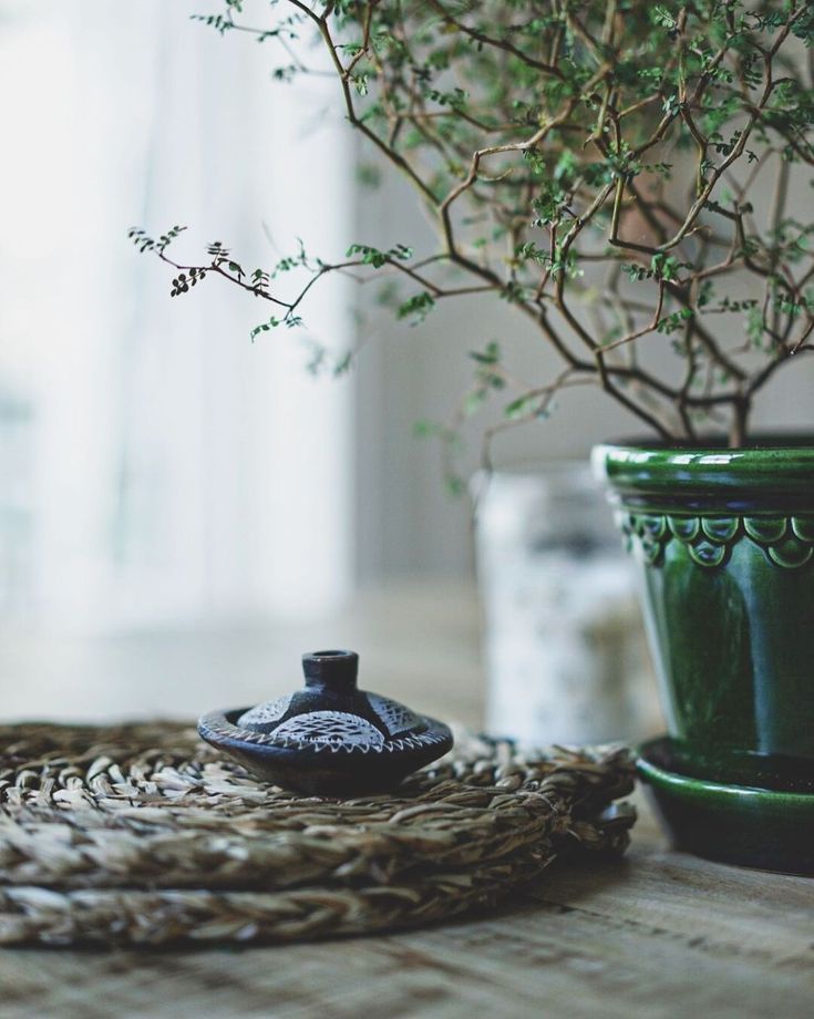 a green potted plant sitting on top of a table next to a small bottle