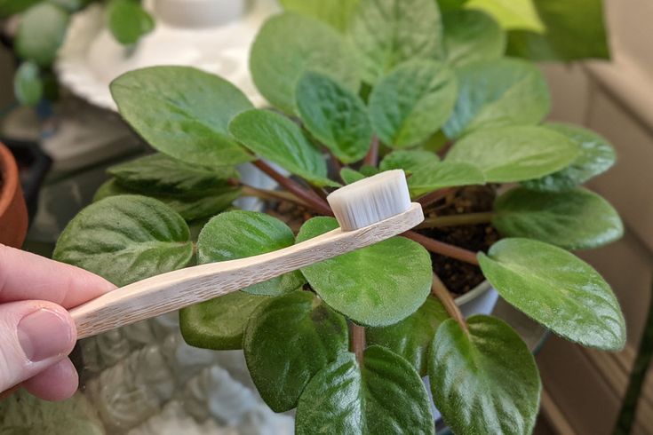 a person holding a toothbrush in front of a potted plant with green leaves