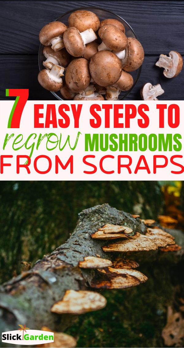 mushrooms growing on the side of a tree with text overlay that reads 7 easy steps to regrow mushrooms from scraps