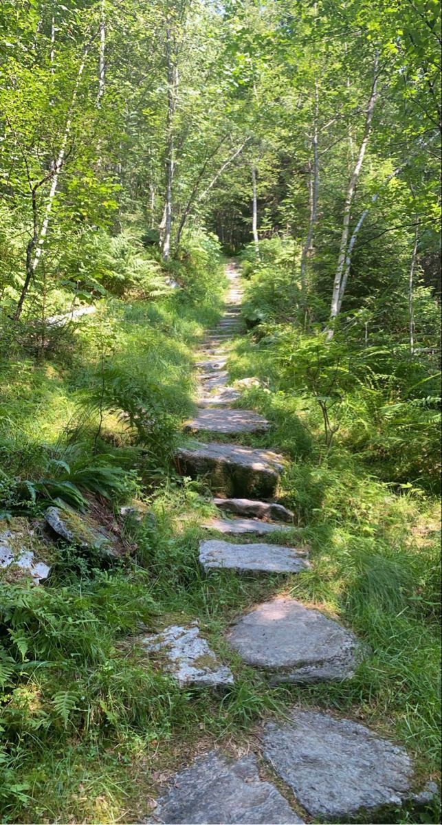 a stone path in the middle of a forest