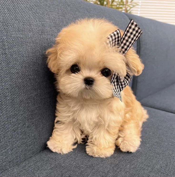 a small dog with a bow on its head sitting on a blue couch next to a potted plant