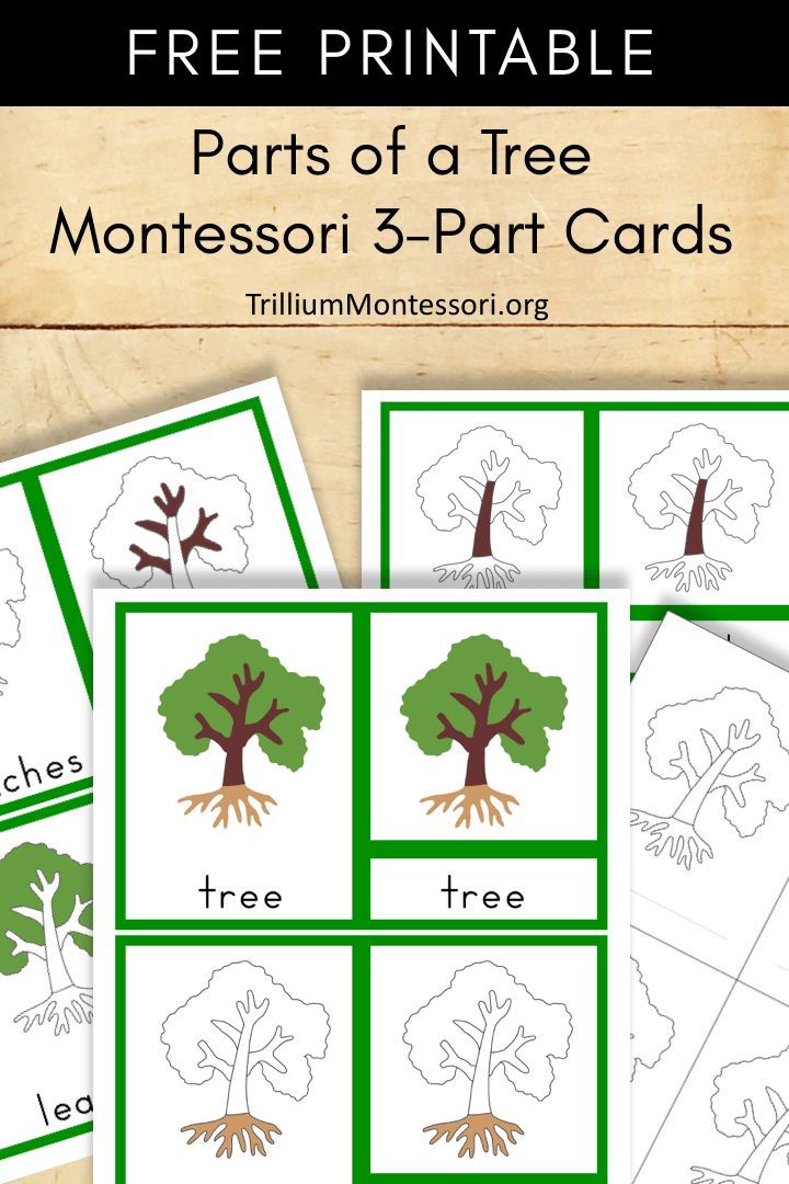 printable montessoi 3 part cards for kids to learn how to draw trees