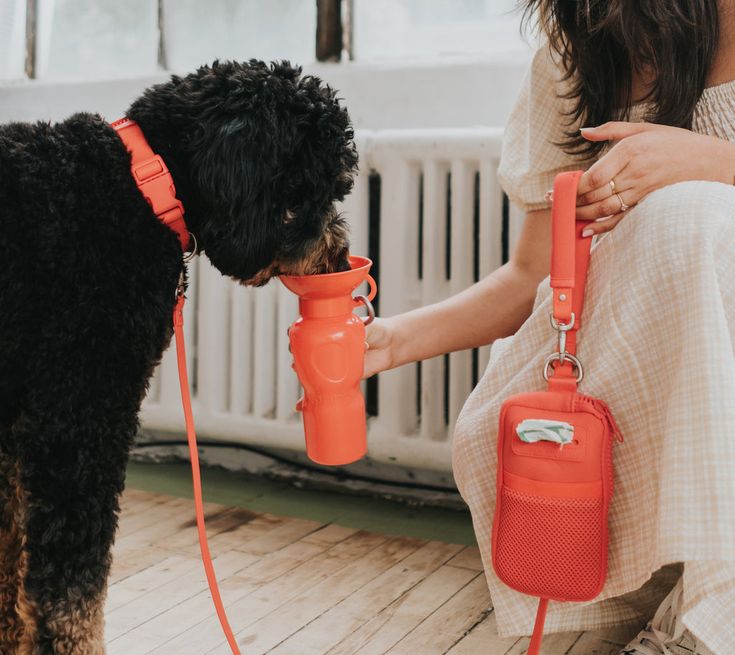 a black dog drinking out of an orange water bottle while sitting next to a woman