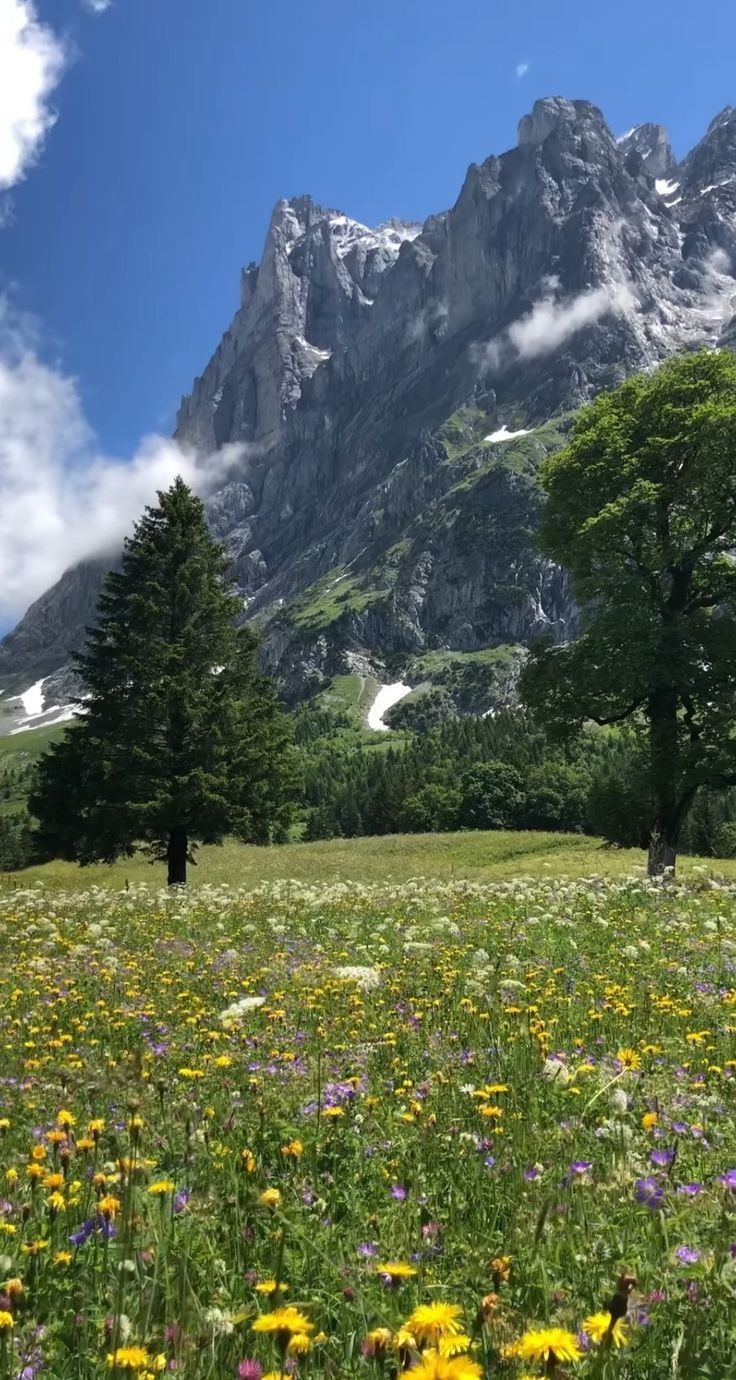 a field full of wildflowers and trees with mountains in the background