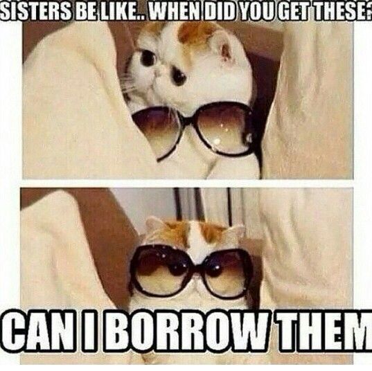 two cats wearing sunglasses with caption that reads, sisters be like, when did you get these? can i borrow them?