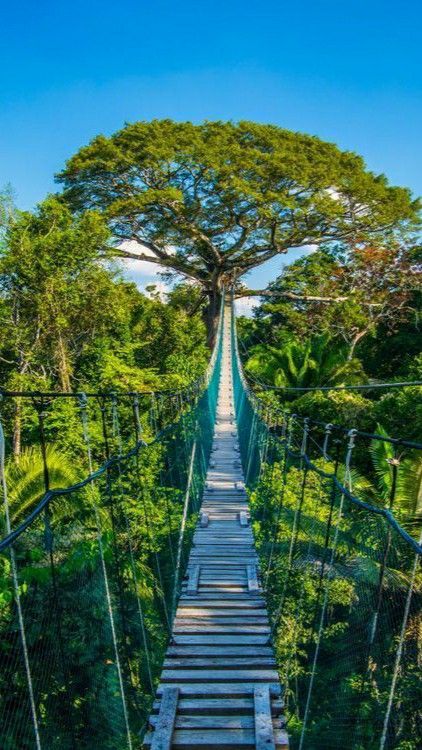 a suspension bridge in the jungle with trees on both sides and blue skies above it