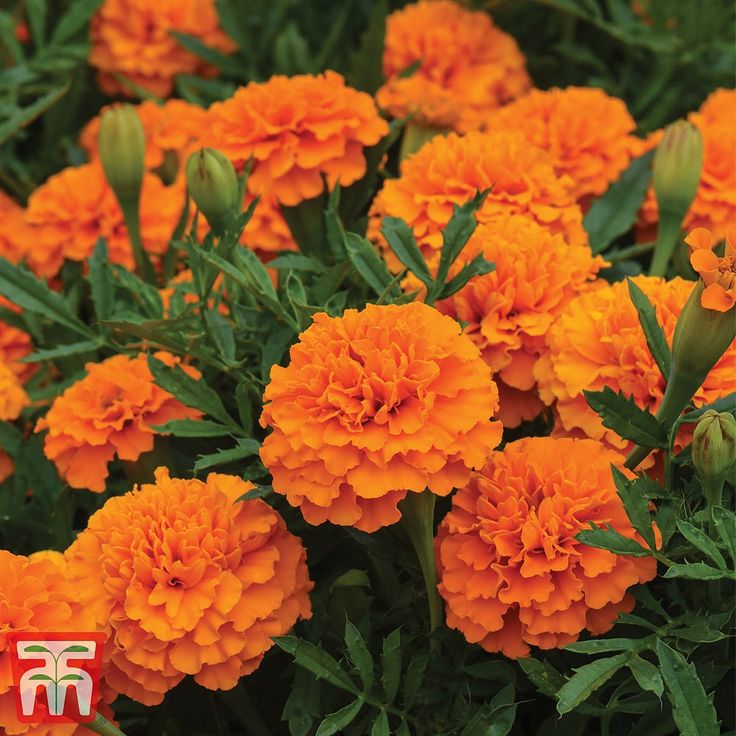 many orange flowers with green leaves in the foreground