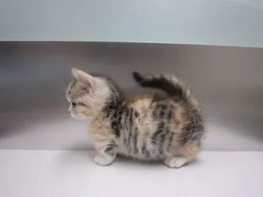 a small kitten standing on top of a white table