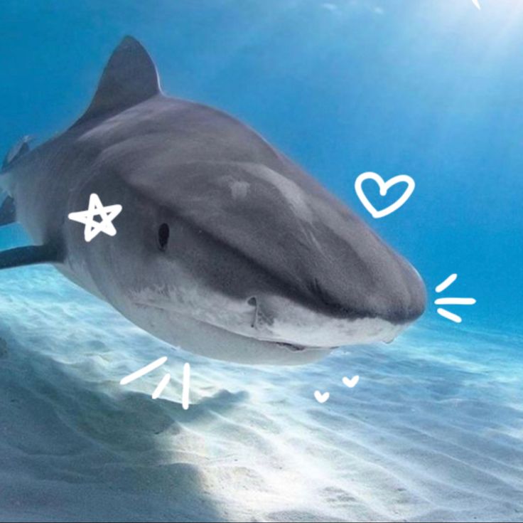 a shark swimming in the ocean with hearts and stars on it's back side