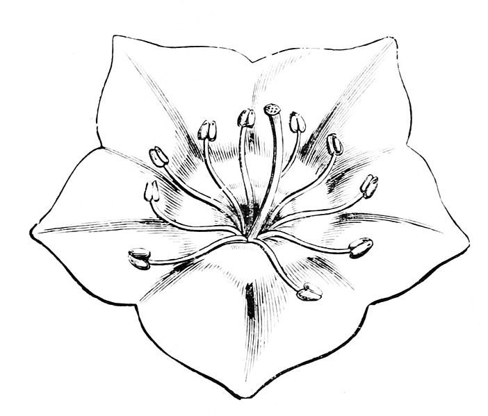 a drawing of a flower that is in the shape of a lily, with leaves and stamens