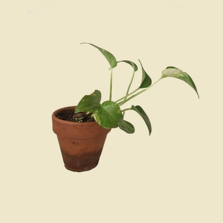 a small potted plant with green leaves in it's center, against a beige background