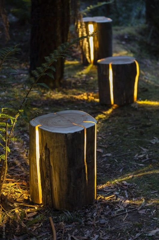 three tree stumps that have been cut down in the woods with lights shining on them