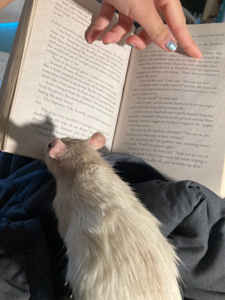 a white rat sitting on top of a person's lap reading a book