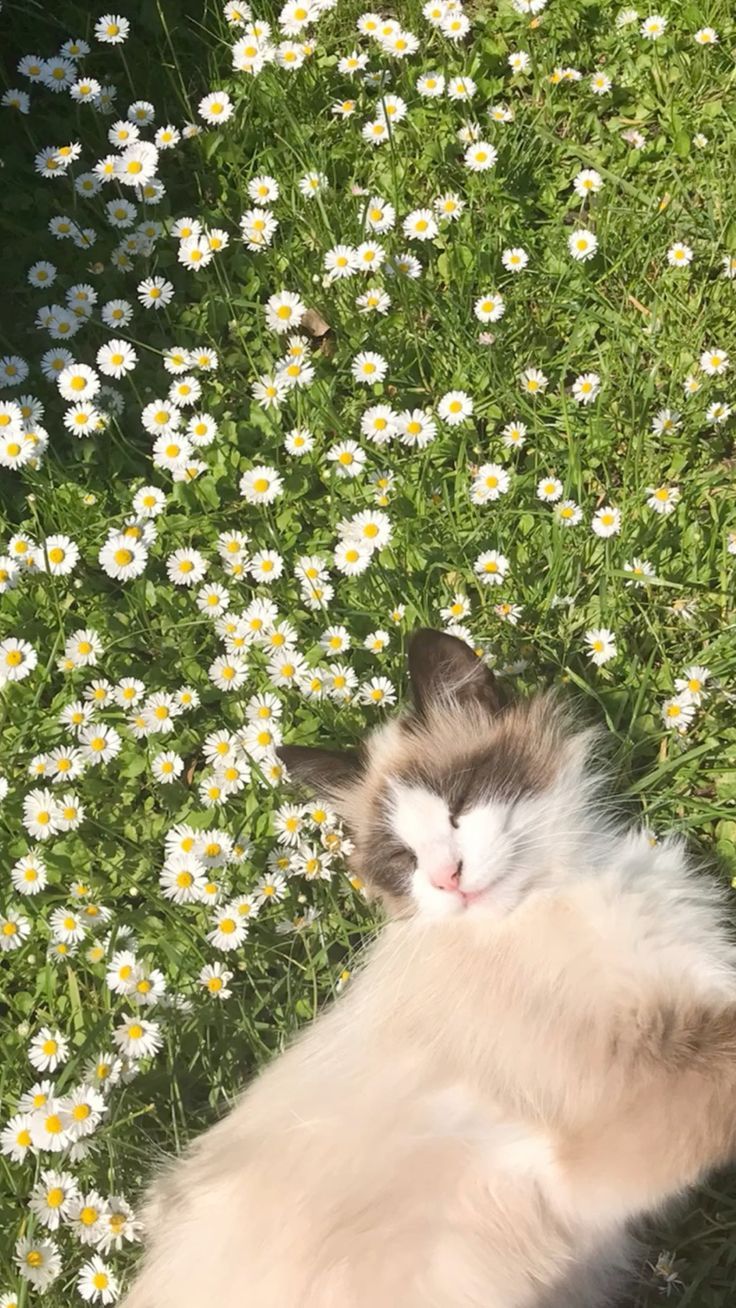 a cat is laying in the grass with daisies around it and its eyes closed