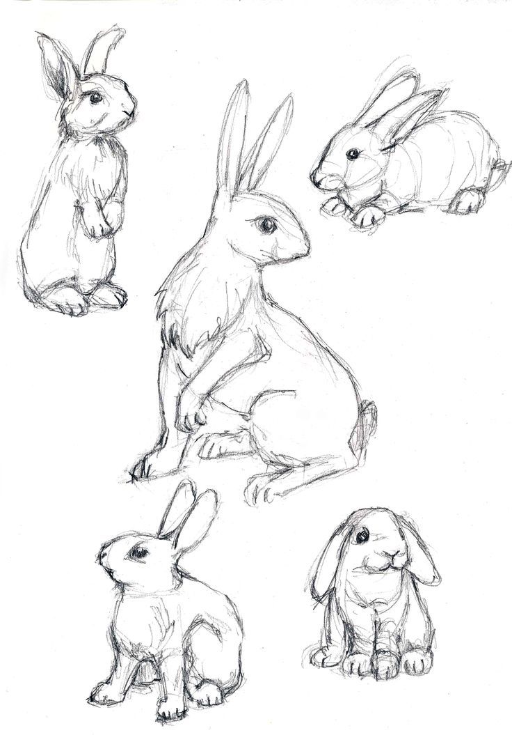 some rabbits are sitting and standing in different positions