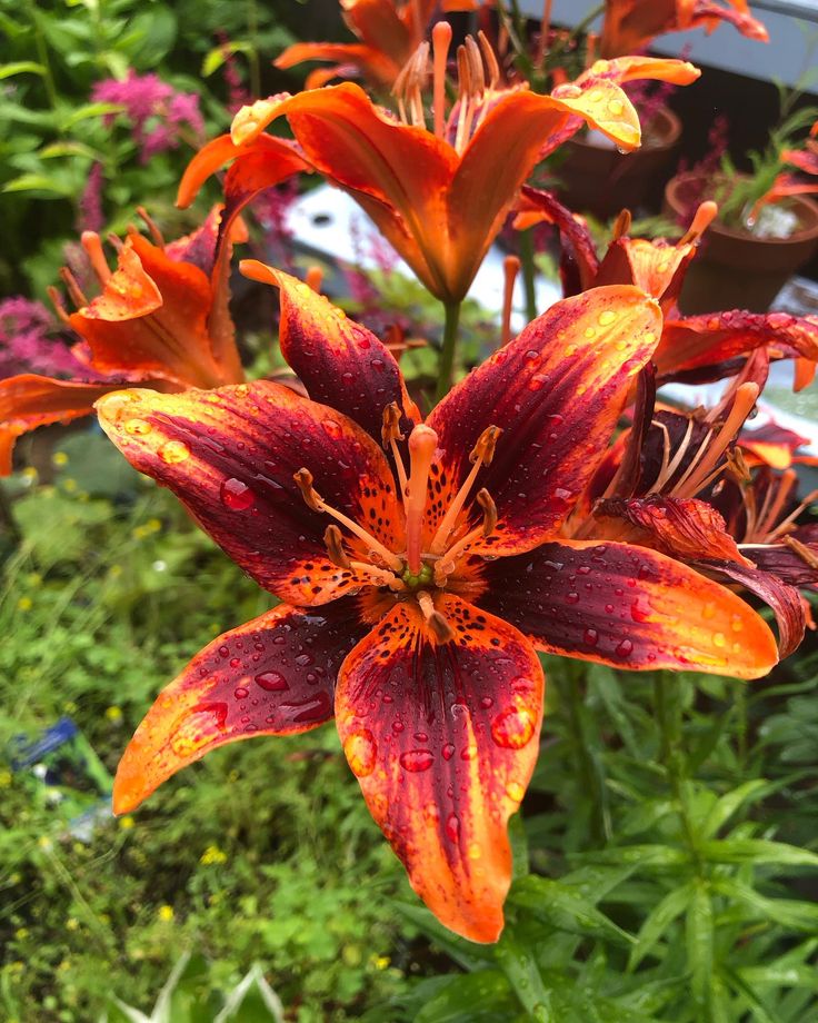 an orange and red flower with water droplets on it's petals in a garden